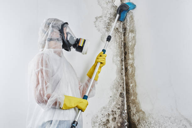 Best Black Mold Remediation in Delaware, OH