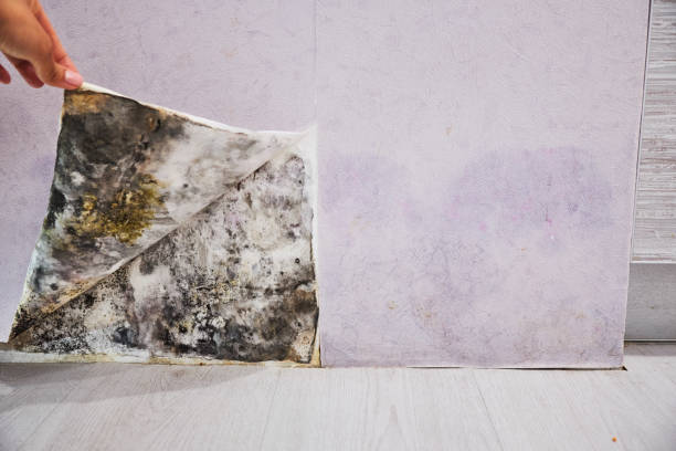 Professional Mold Remediation in Delaware, OH